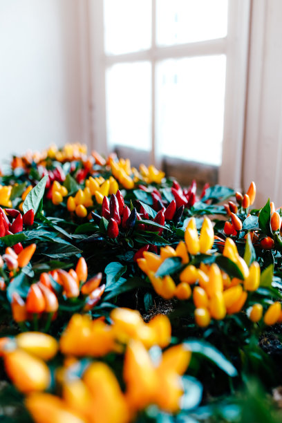 窗边放着装饰用小红、黄、橙辣椒的罐子图片下载