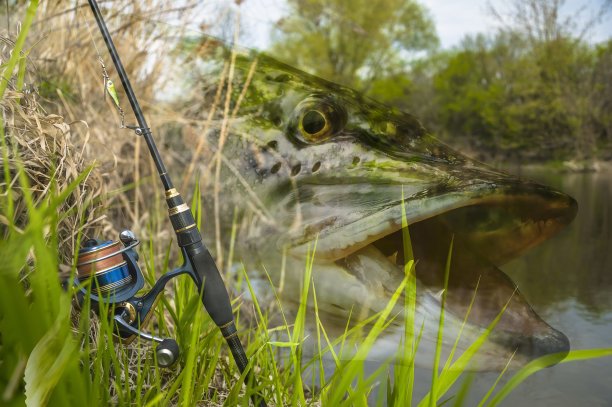 派克钓鱼。照片拼贴的钓鱼纺纱具上的软焦点麝香鱼在河的背景。图片下载