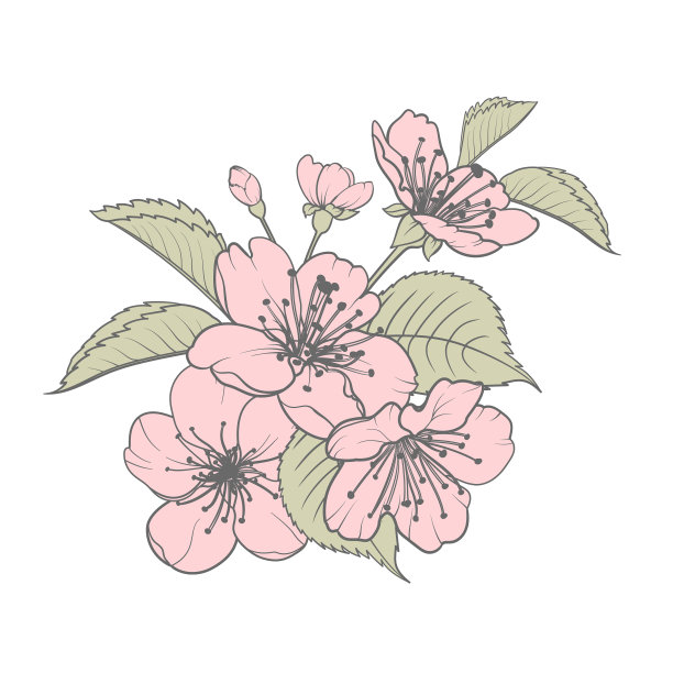 手绘设计元素樱花图片下载