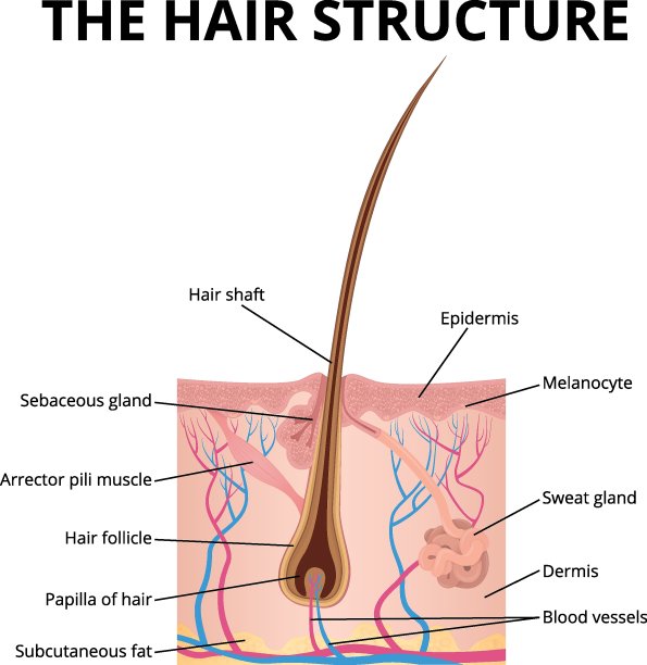头发的结构图片下载
