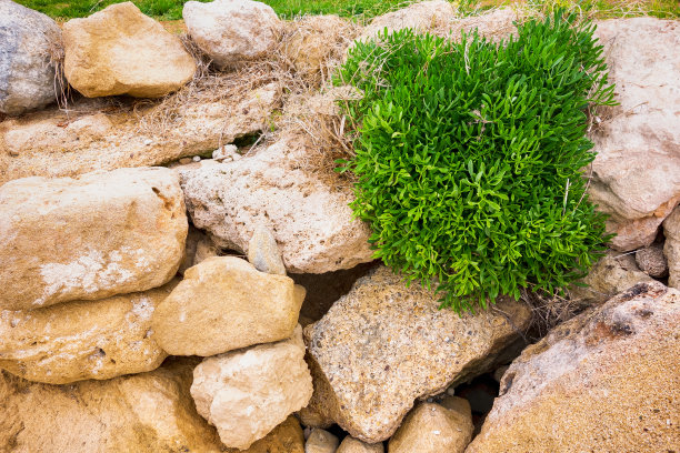 绿色的灌木从一堆大石头中生长图片下载