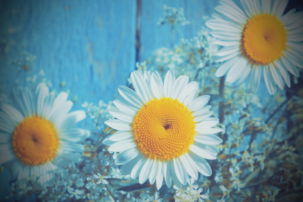 束野花。雏菊。健美的照片图片下载