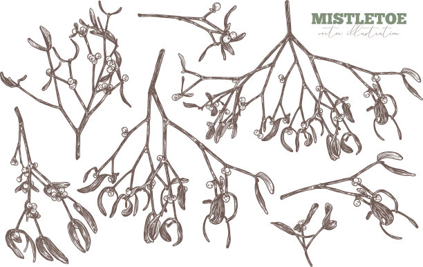 设置手绘槲寄生素描图片下载