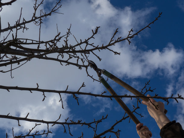 男人正在修剪果树的树枝。在家里的花园里工作。一个日常生活的场景图片下载