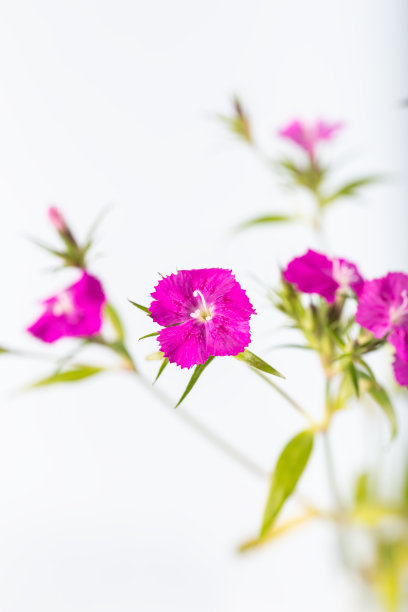 粉红色的甜威廉花孤立在白色的背景。图片下载