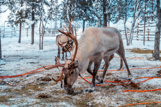 芬兰拉普兰的驯鹿站在雪地里图片下载