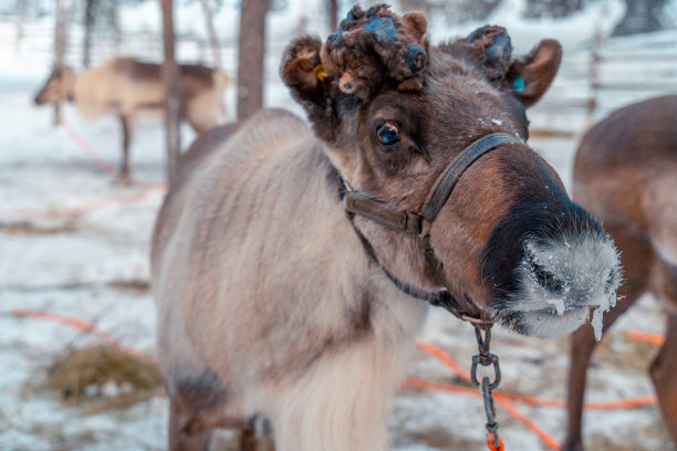 芬兰拉普兰的驯鹿站在雪地里图片下载