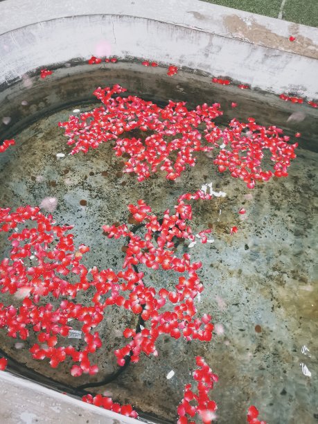 漂浮的玫瑰花瓣图片下载