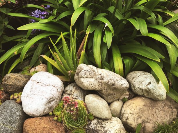 花园岩壁中的多肉植物图片下载