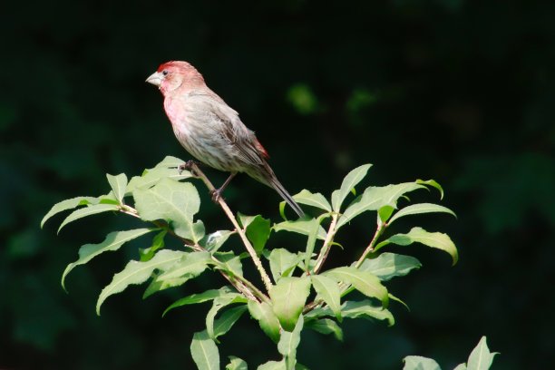 灌木丛中的家雀图片下载