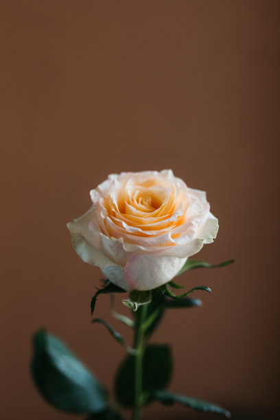 孤立的女性手牵玫瑰的照片。美丽的粉彩玫瑰与棕色背景。图片下载