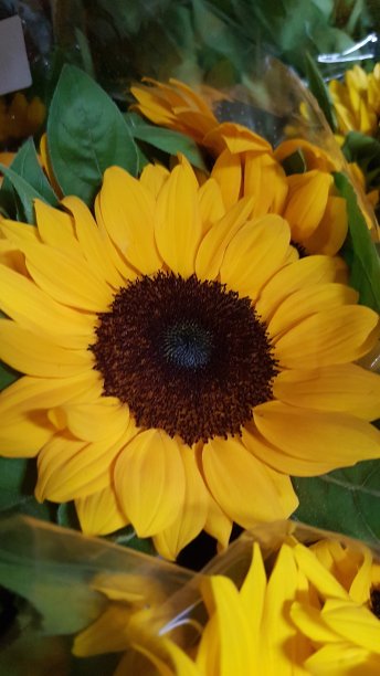 向日葵图片下载