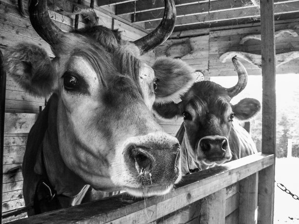 谷仓里的两头牛图片下载