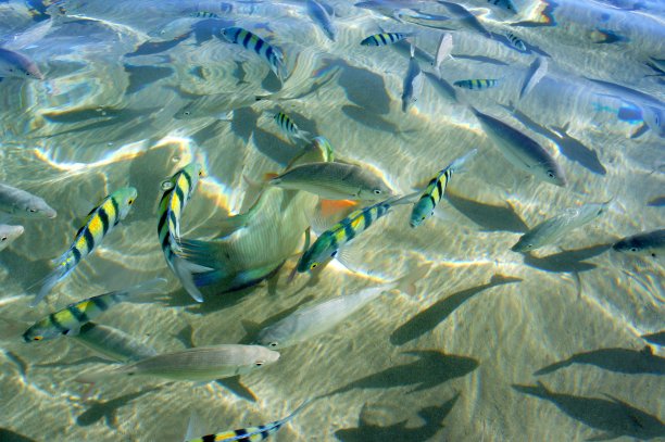 在红海清澈的海水里钓鱼。图片下载