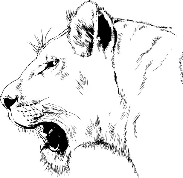 一头成长中的狮子咆哮着向前冲去图片下载