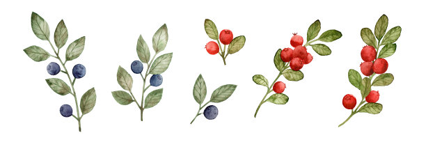 一套水彩手绘蓝莓和越橘孤立的白色背景。收集野生浆果。图片下载