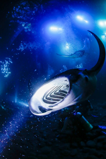 蝠鲼之口图片下载