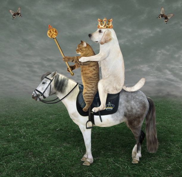 带权杖的拉布拉多犬骑着马2图片下载