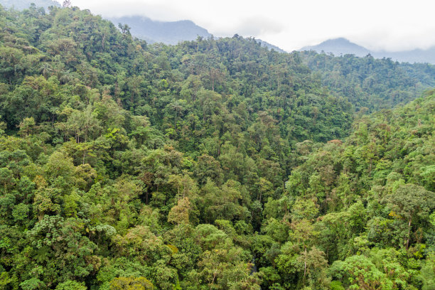 厄瓜多尔明多附近的云森林。图片下载