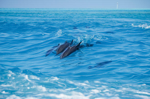 一个斑点海豚家族跃出清澈的蓝色马尔代夫水域图片下载