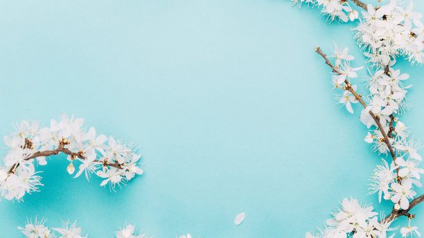 春天的边界，春天的花朵和四月的花的自然在蓝色的背景。枝头开花的杏花用柔和的宏聚焦。为复活节和春天的贺卡副本空间。春天。图片下载