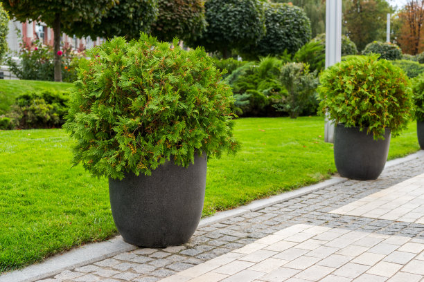 花盆里的街道灌木图片下载