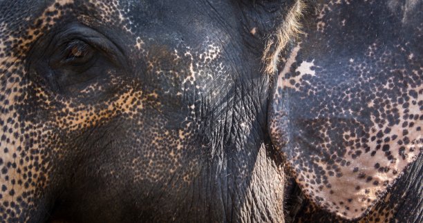 大象的耳朵图片下载