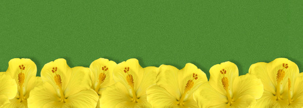 鲜黄色的木槿花以绿色为背景，镶边。图片下载