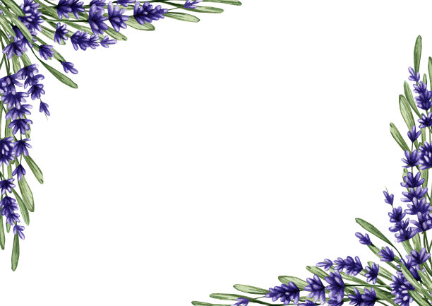 花水彩背景从薰衣草树枝。植物插画海报，横幅，邀请，卡片图片下载