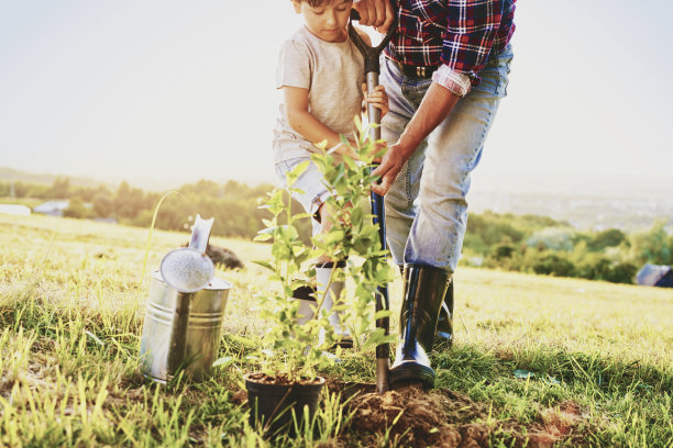 小男孩在帮着种一棵树图片下载