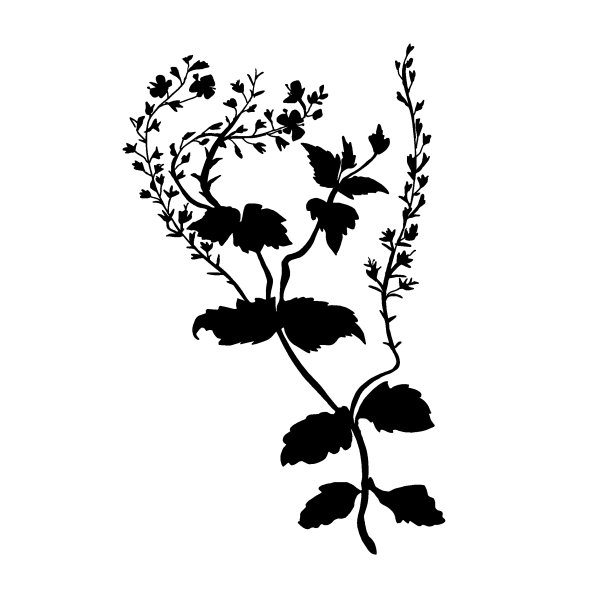 黑色剪影野草地与叶子和小花孤立在白色。图片下载