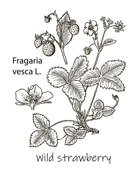 野草莓花和叶集手绘图片下载