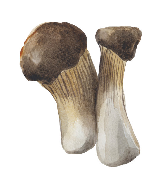 蘑菇Eringi图片下载