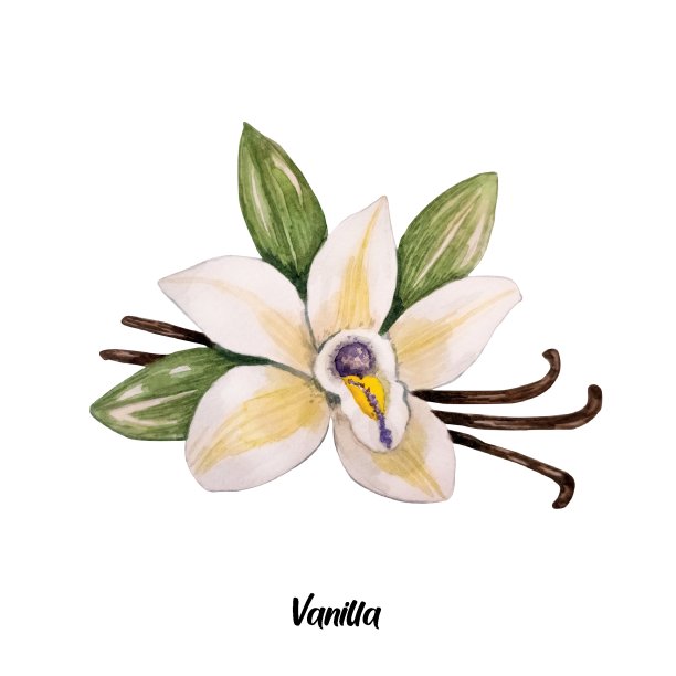 香草水彩插图图片下载