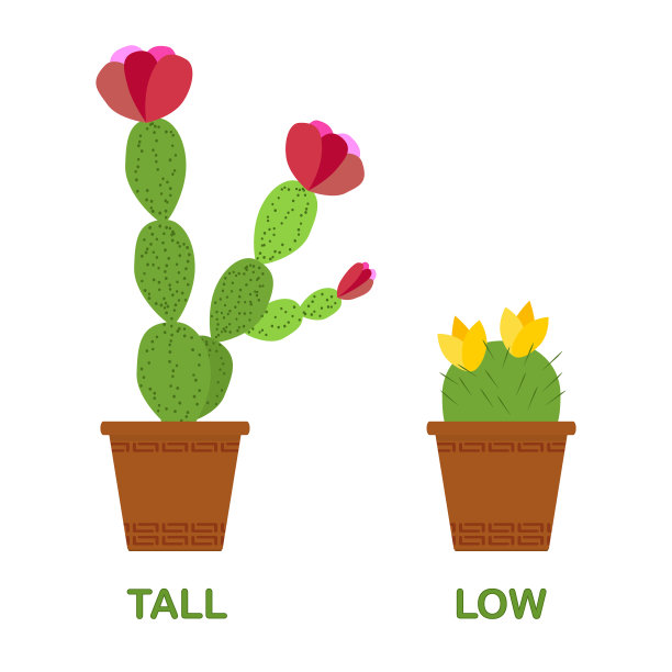 高大的仙人掌和低矮的仙人掌。卡片儿童-反义词的学习，外语，自然。教孩子。在白色背景上孤立的物体。矢量插图。图片下载