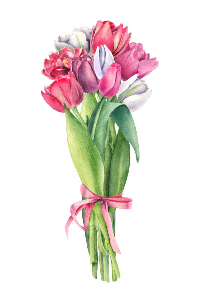 白色背景上一束精致的郁金香水彩画。图片下载