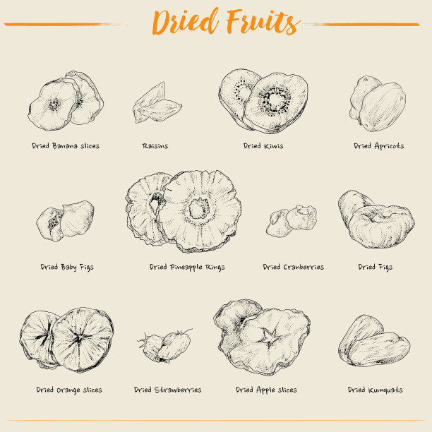 手绘矢量插图干果复古风格。图片下载