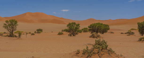 在去Deadvlei Sossusvlei的路上被巨大的沙丘和绿树包围着图片下载