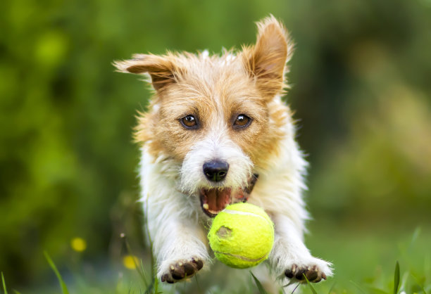 顽皮快乐的宠物狗小狗玩球图片下载