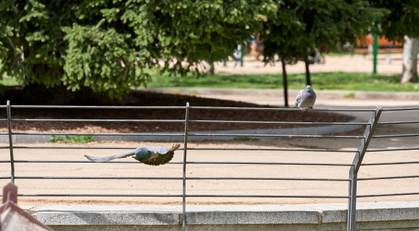 鸽子完成飞行后停在围栏上，其他鸽子已经在那里了图片下载