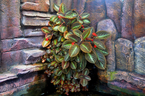 近景红色紫花或火焰紫罗兰花在屋角院子的背景照片图片下载