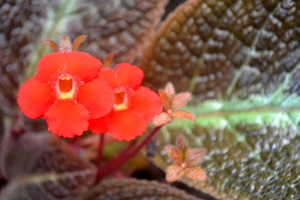 近景红色紫花或火焰紫罗兰花在屋角的院子背景照片3图片下载