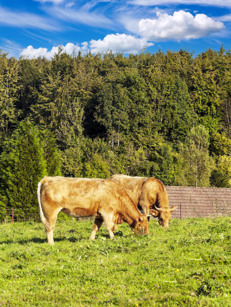 草地上的牛图片下载