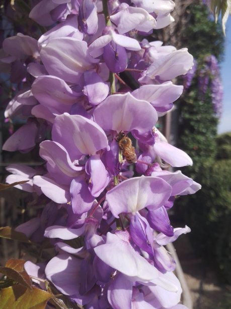 紫藤与蜜蜂素材图片