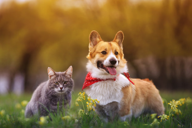 毛茸茸的朋友，一只柯基犬和一只虎斑猫坐在阳光明媚的春日草地上图片下载