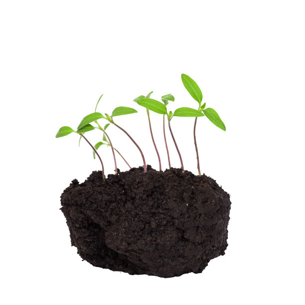 幼苗的绿色芽在潮湿的土壤中特写，孤立在一个白色的背景。有选择性的重点图片下载