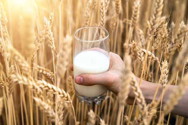 牛奶在一个玻璃烧杯里，在男人的手里，在麦田里。农业背景同饮图片下载