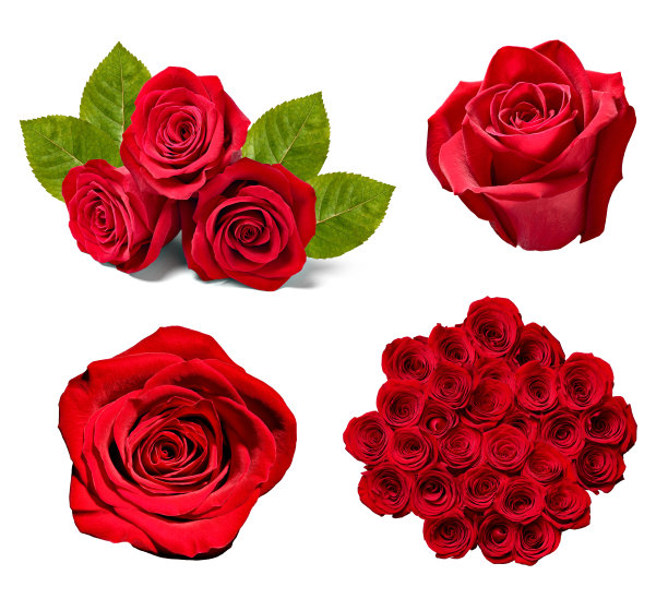 花玫瑰花瓣开花背景图片下载