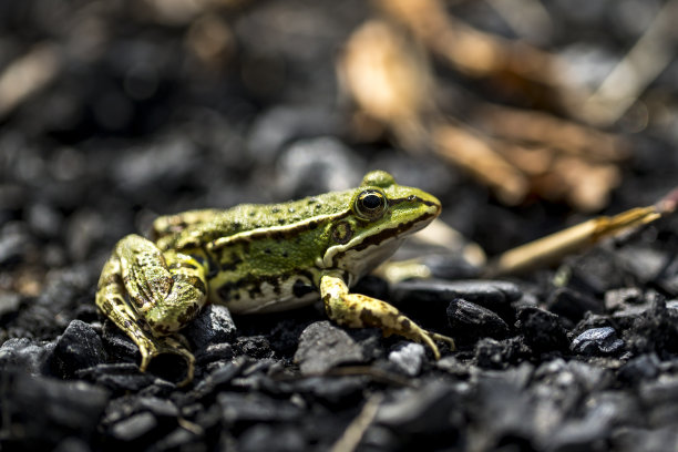 野生动物和野生动物图片下载
