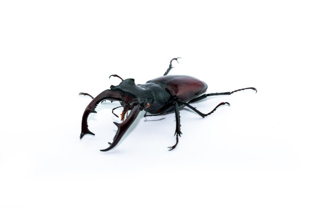 欧洲牡鹿甲虫的工作室摄影。图片下载
